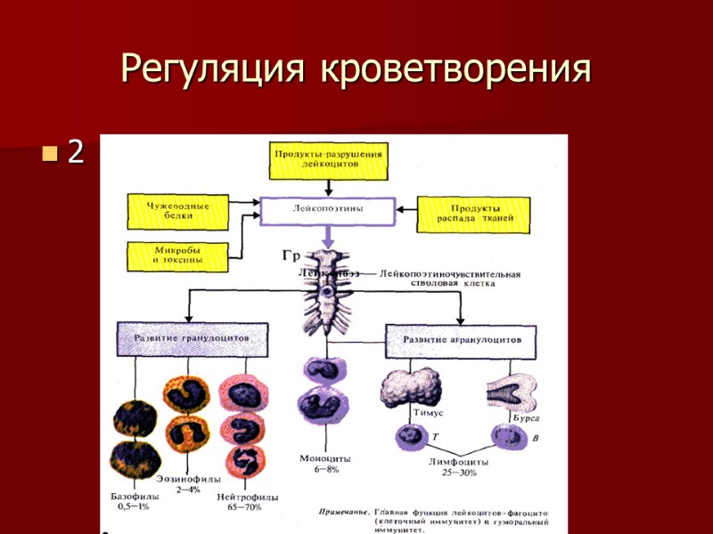 Регуляция кроветворения 2